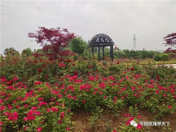 芳蕾富硒玫瑰茶多少钱(玫瑰花蕾茶的市场价格)-硒宝网