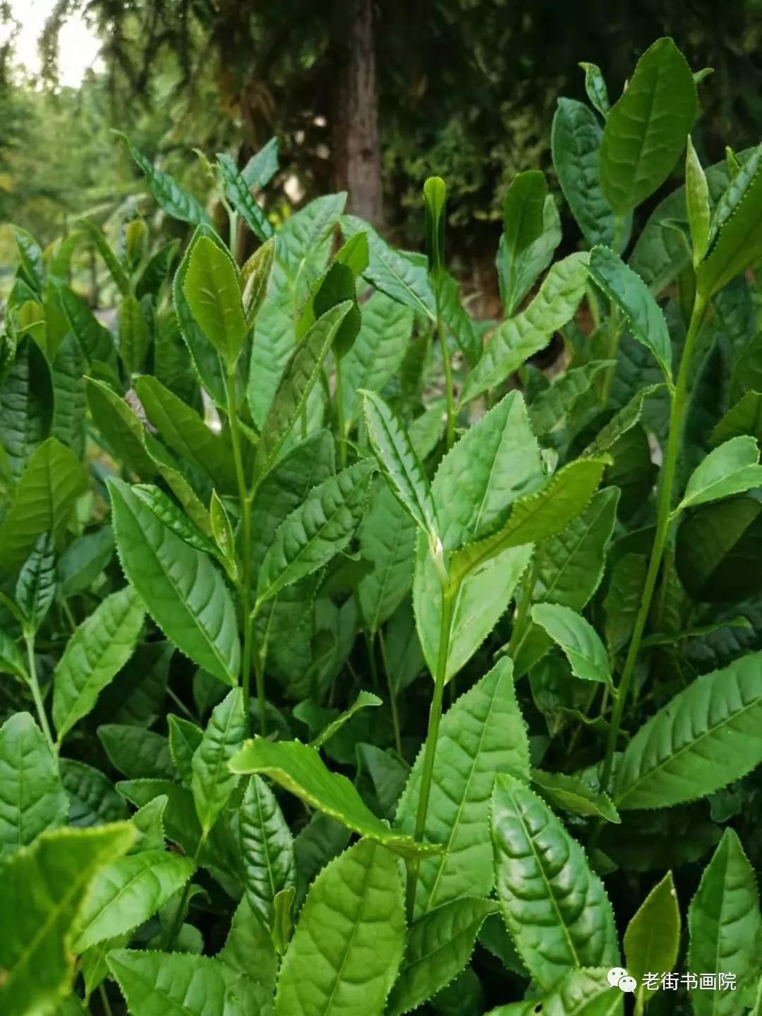 仙寓山富硒茶是红茶吗(富硒红茶产自哪儿)-硒宝网