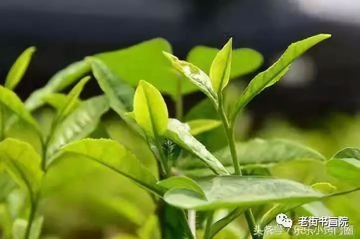 仙寓山富硒茶是红茶吗(富硒红茶产自哪儿)-硒宝网