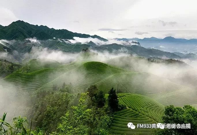 仙寓山富硒茶是红茶吗(富硒红茶产自哪儿)-硒宝网