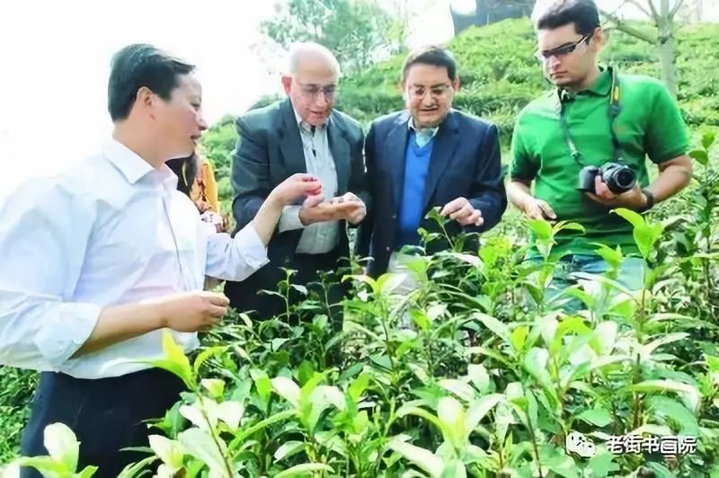 仙寓山富硒茶是红茶吗(富硒红茶产自哪儿)-硒宝网