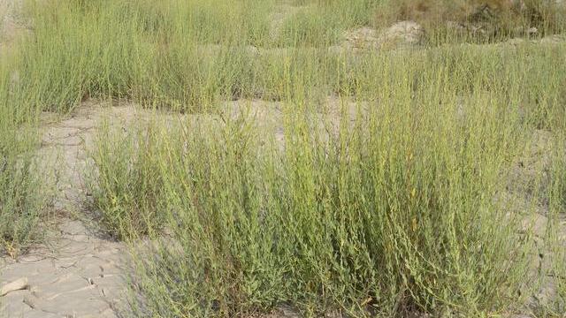 富硒荞子茶能降血压吗（荞麦茶血压低能喝吗）-硒宝网