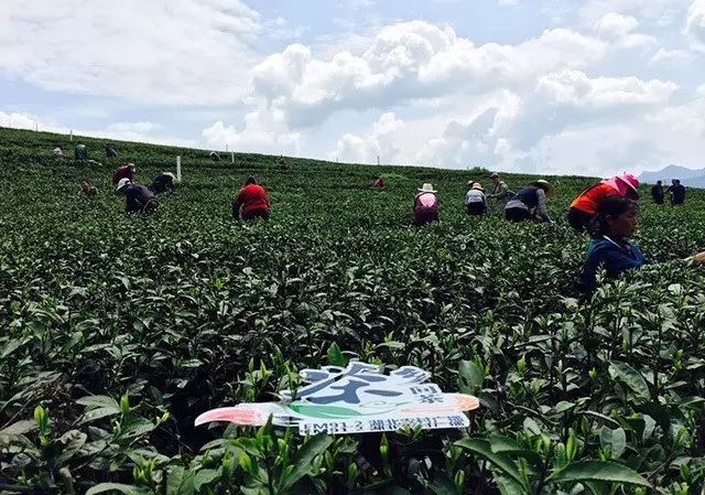 富硒藤茶多少度水冲泡(富硒藤茶多少钱一斤)-硒宝网