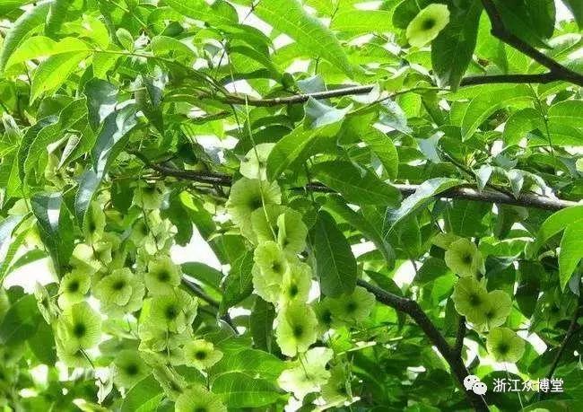 富硒血通茶能降血糖吗（血糖能降茶血通富硒吗）-硒宝网