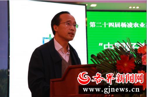 安康富硒陕茶一号红茶（陕西安康富硒茶多少钱）-硒宝网