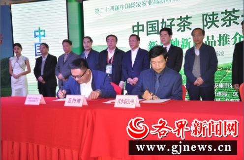 安康富硒陕茶一号红茶（陕西安康富硒茶多少钱）-硒宝网