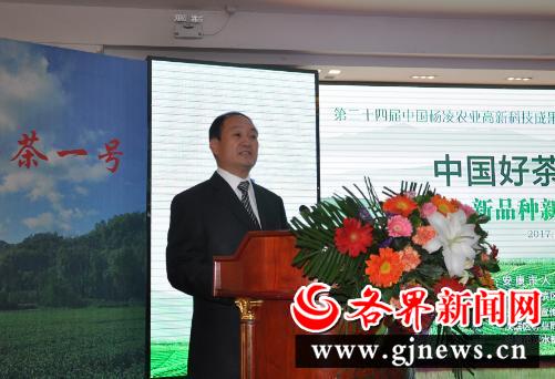 安康富硒陕茶一号红茶（陕西安康富硒茶多少钱）-硒宝网