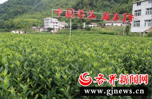 安康富硒陕茶一号红茶（陕西安康富硒茶多少钱）-硒宝网