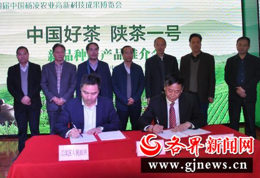 安康富硒陕茶一号红茶（陕西安康富硒茶多少钱）-硒宝网