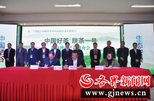 安康富硒陕茶一号红茶（陕西安康富硒茶多少钱）-硒宝网