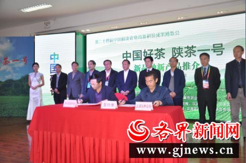 安康富硒陕茶一号红茶（陕西安康富硒茶多少钱）-硒宝网