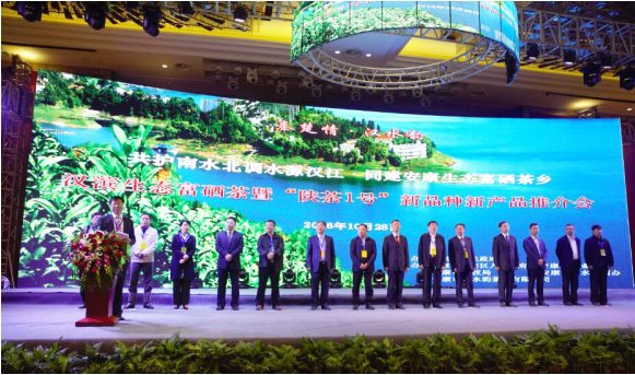 安康富硒陕茶一号红茶（安康富硒茶和汉中茶哪个好）-硒宝网