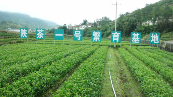 安康富硒陕茶一号红茶（安康富硒茶和汉中茶哪个好）-硒宝网