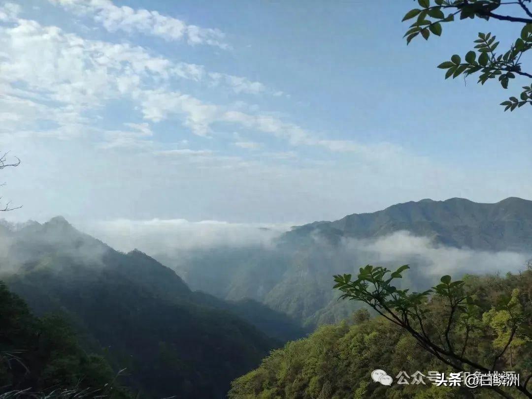 富硒皇菊茶产在哪里好(菊茶产富硒好不好)-硒宝网