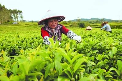 什么是八仙茶富硒元素（八仙茶叶）-硒宝网