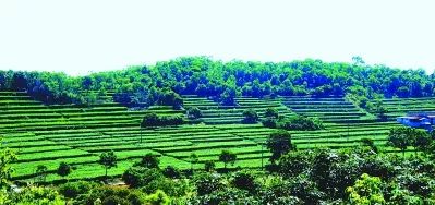 什么是八仙茶富硒元素（八仙茶叶）-硒宝网