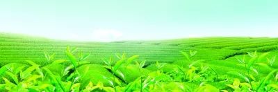 什么是八仙茶富硒元素（八仙茶叶）-硒宝网