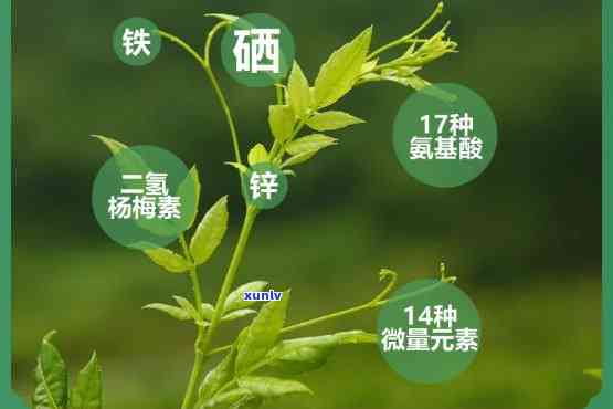 糖尿病可以喝富硒茶吗(糖尿病患者可以喝富硒康吗)-硒宝网