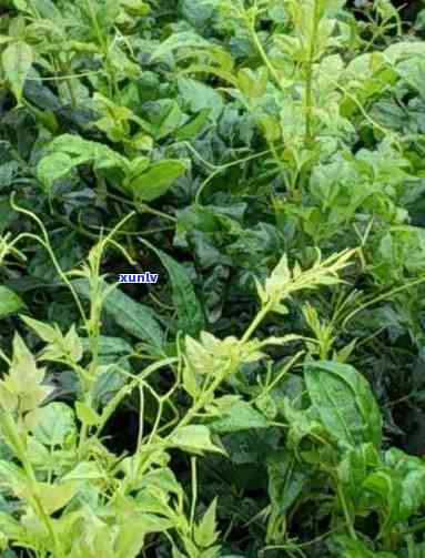 糖尿病可以喝富硒茶吗(糖尿病患者可以喝富硒康吗)-硒宝网