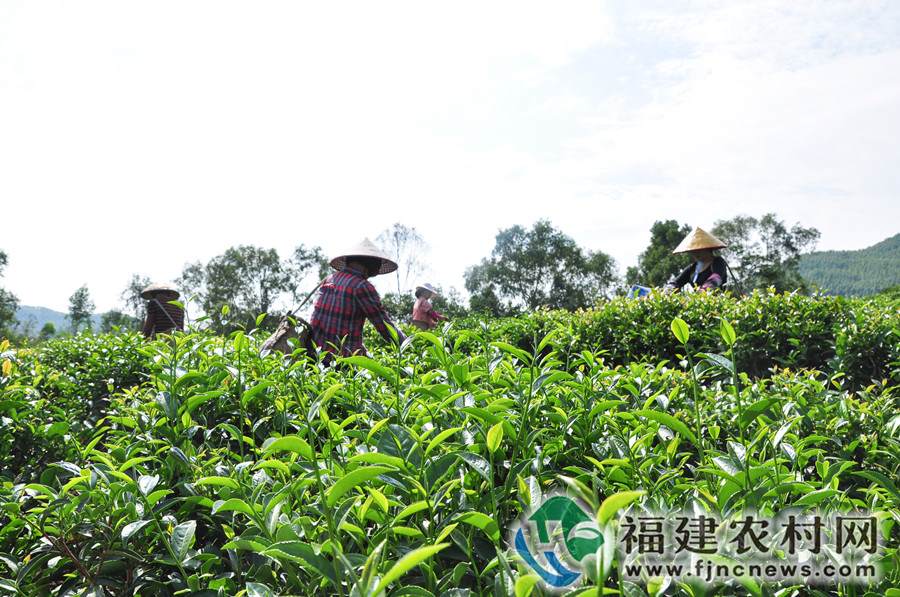 有机富硒八仙茶养胃吗(富硒八仙茶价格)-硒宝网