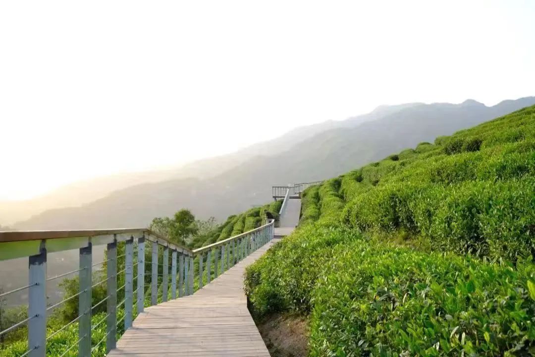 紫阳老富硒茶陶博物馆(紫阳富硒茶场观光园)-硒宝网