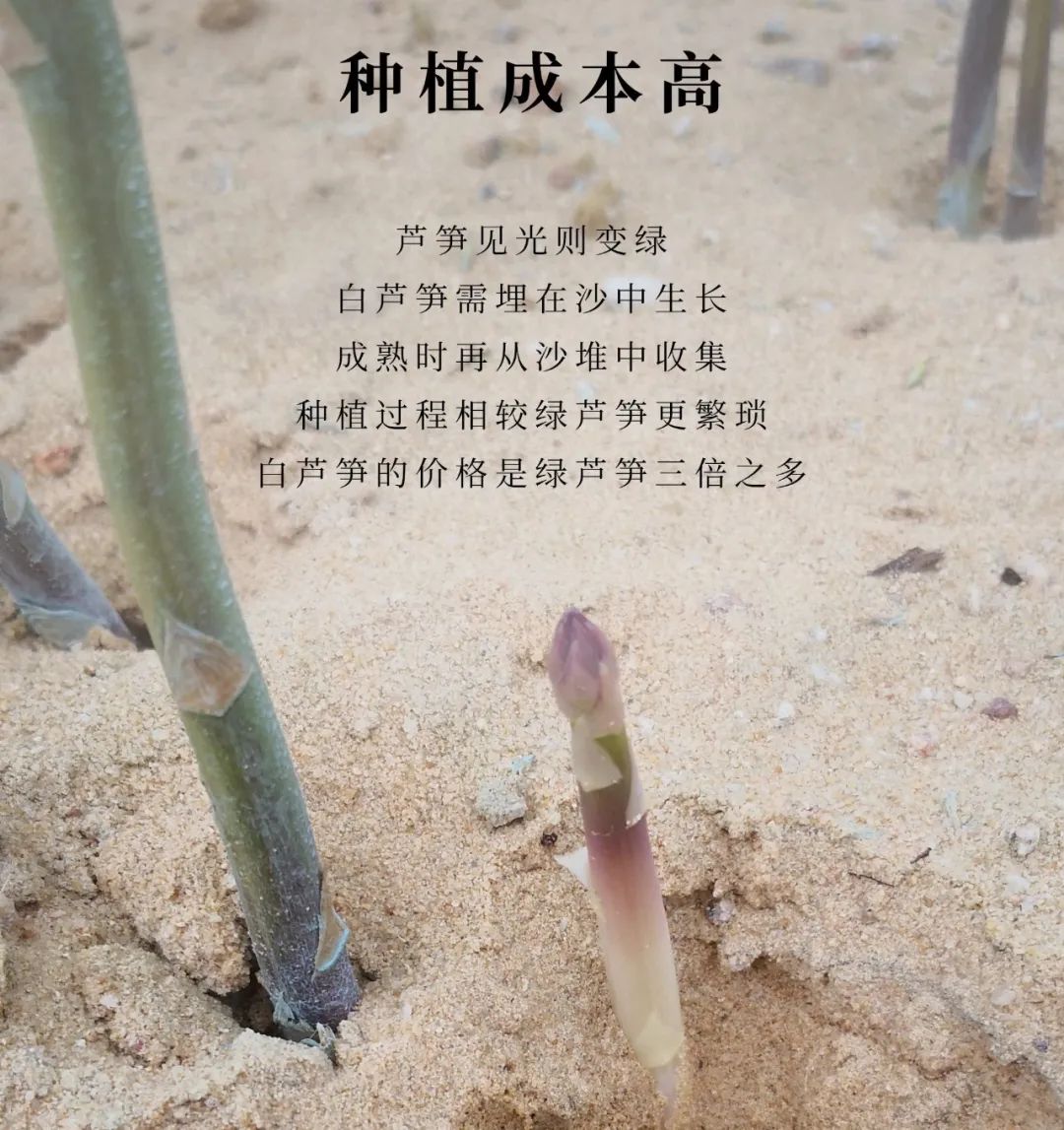 富硒养生茶什么时候喝（养生喝茶富硒时候喝好吗）-硒宝网