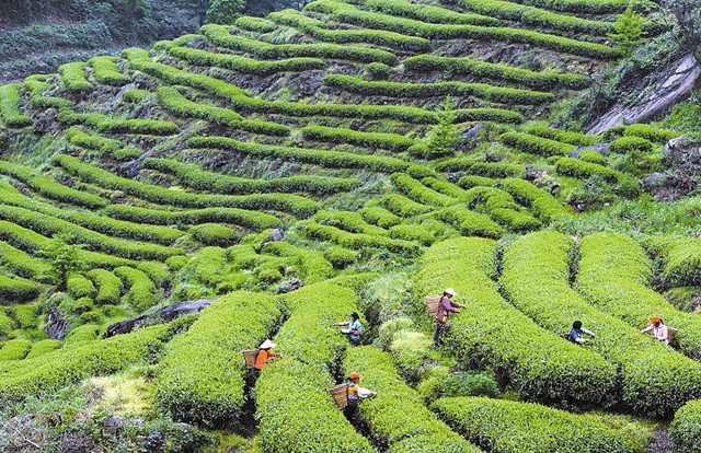 巴山雀舌富硒茶广告词（巴山雀舌富硒绿茶价格）-硒宝网