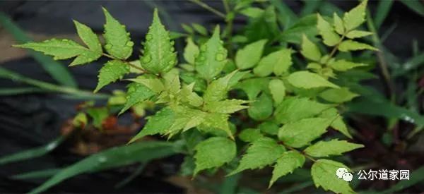 富硒藤茶广告词是什么(富硒藤茶的作用和功效)-硒宝网