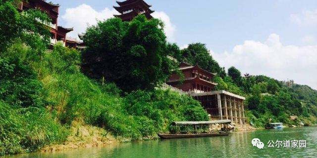 富硒藤茶广告词是什么(富硒藤茶的作用和功效)-硒宝网