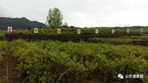 富硒藤茶广告词是什么(富硒藤茶的作用和功效)-硒宝网