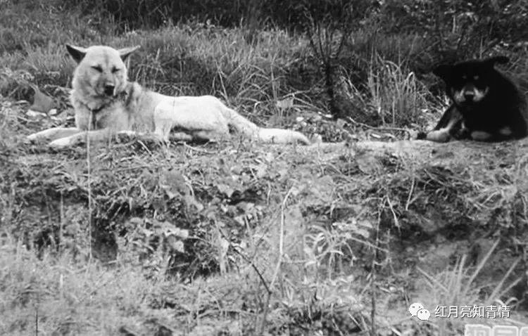 小狗啃石头喂什么微量元素（小狗啃石头怎么办）-硒宝网