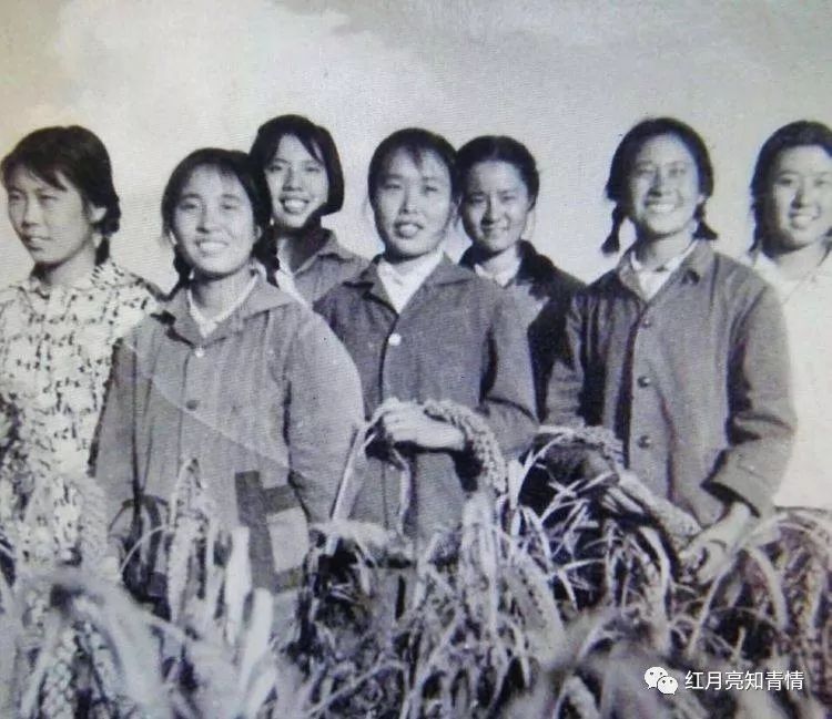 小狗啃石头喂什么微量元素（小狗啃石头怎么办）-硒宝网