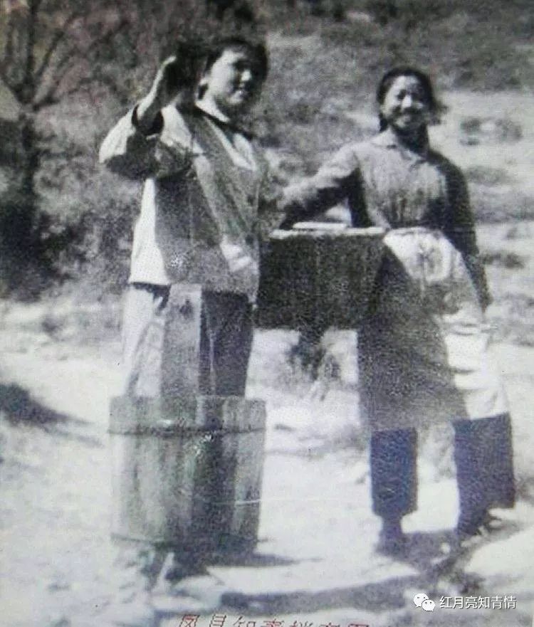 小狗啃石头喂什么微量元素（小狗啃石头怎么办）-硒宝网