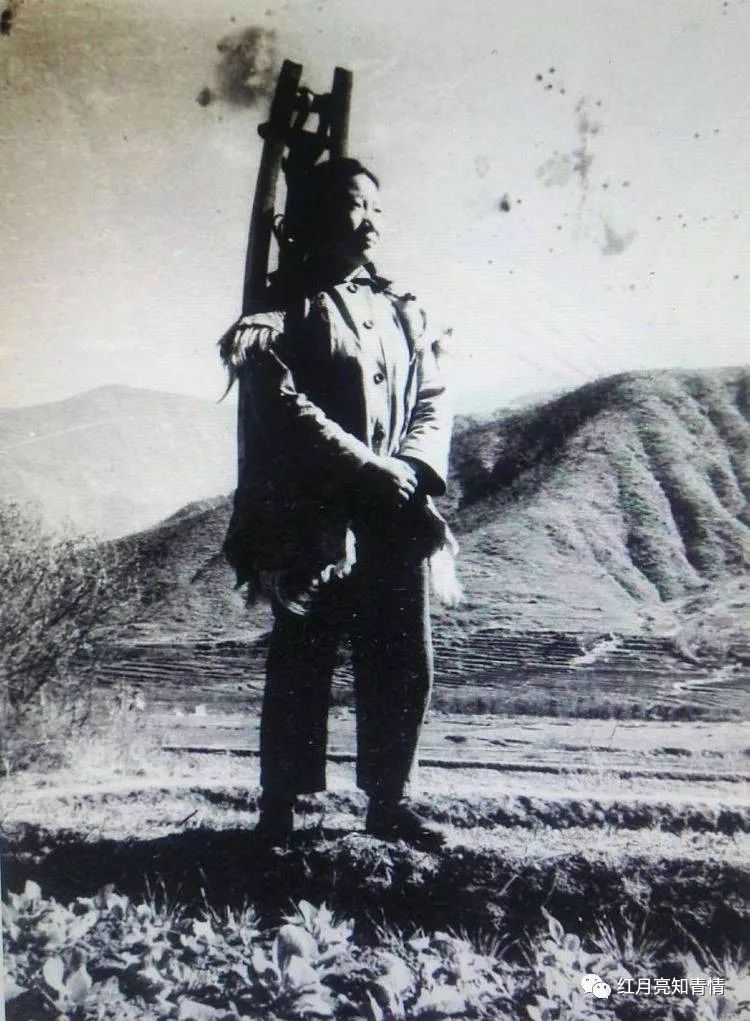 小狗啃石头喂什么微量元素（小狗啃石头怎么办）-硒宝网