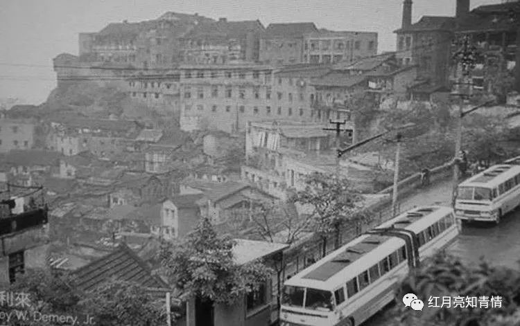 小狗啃石头喂什么微量元素（小狗啃石头怎么办）-硒宝网