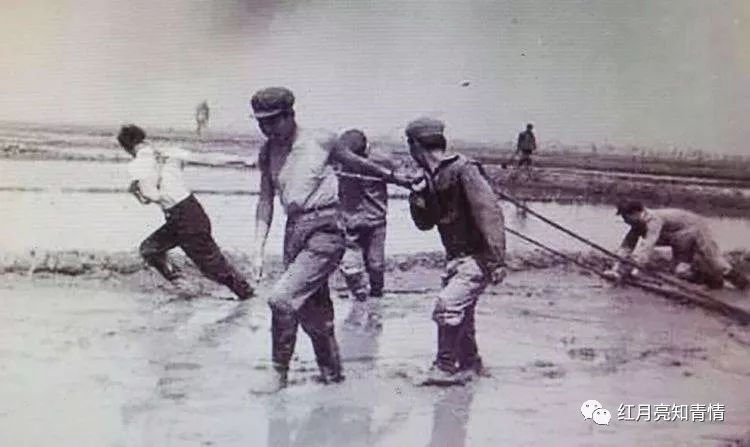 小狗啃石头喂什么微量元素（小狗啃石头怎么办）-硒宝网