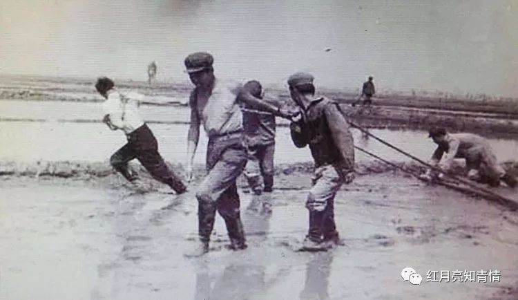 小狗啃石头喂什么微量元素（小狗啃石头怎么办）-硒宝网