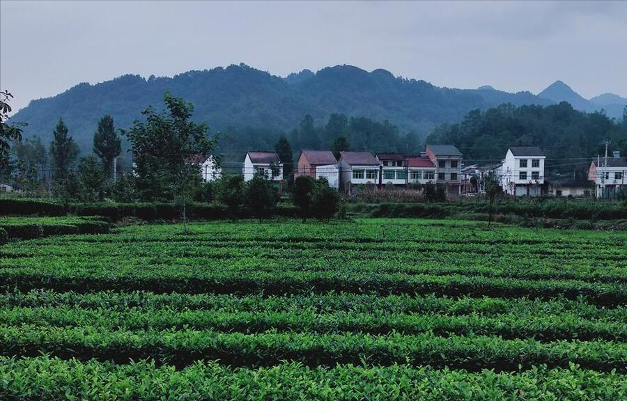 富硒茶有用吗能减肥吗（硒减肥）-硒宝网