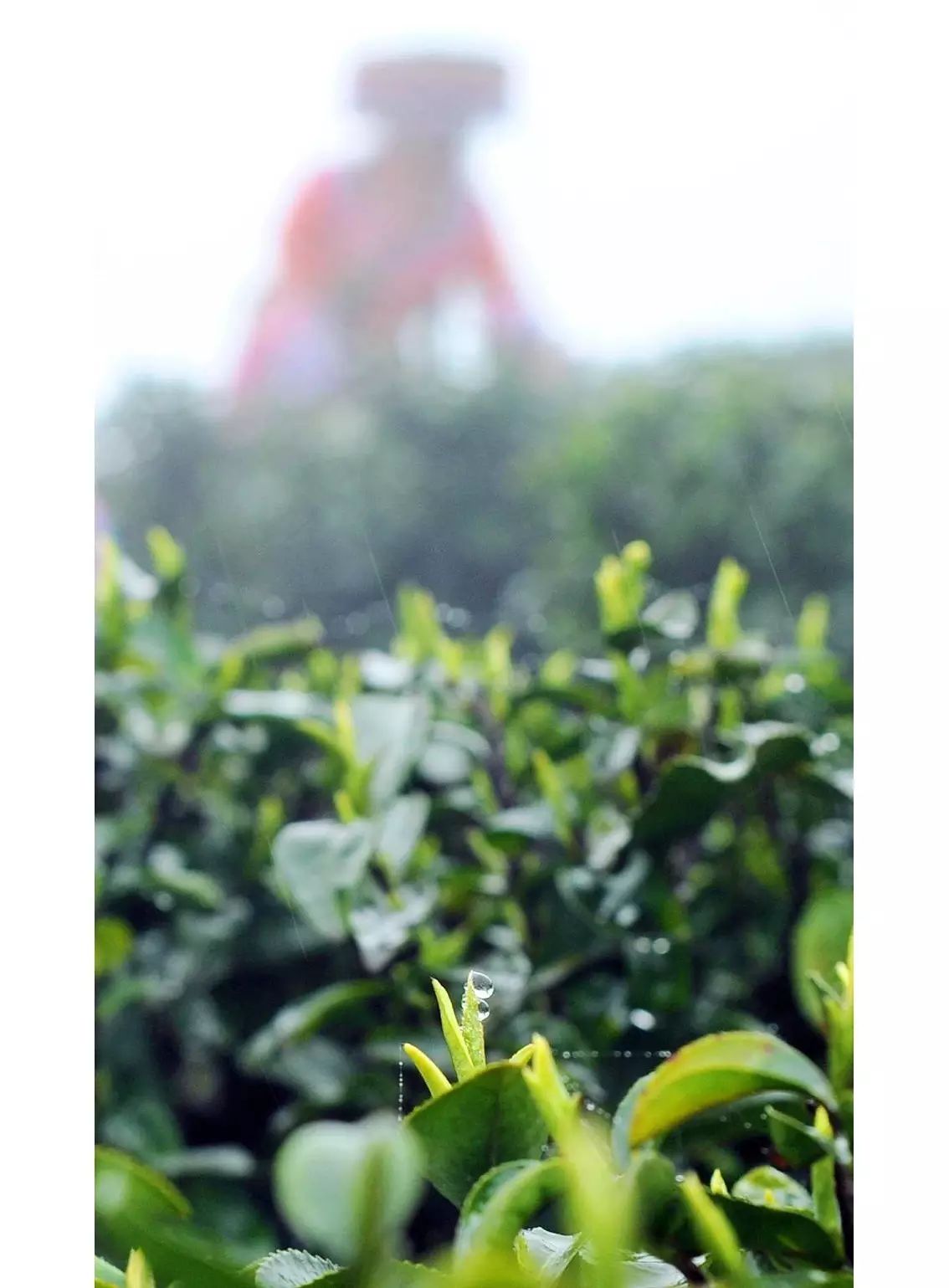 九龙饮苗家富硒茶价格(九龙茶源)-硒宝网