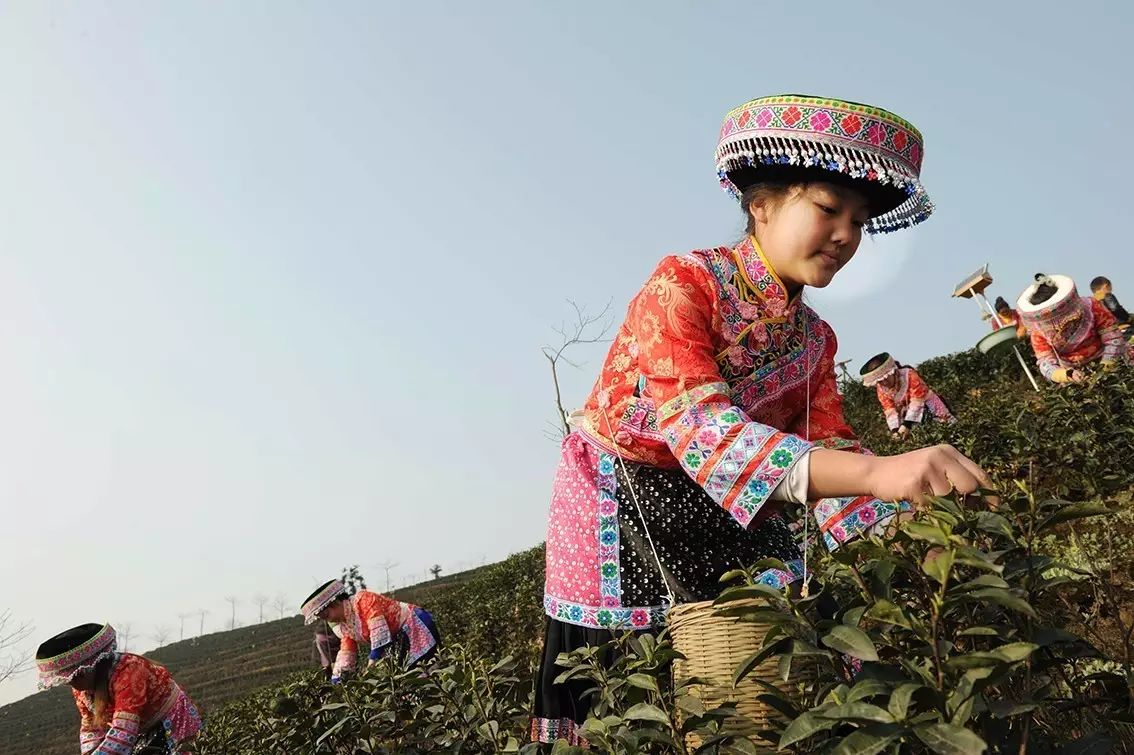 九龙饮苗家富硒茶价格(九龙茶源)-硒宝网