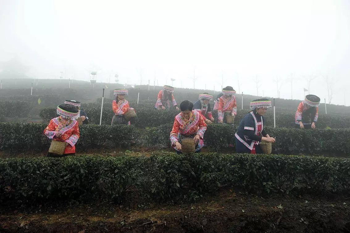 九龙饮苗家富硒茶价格(九龙茶源)-硒宝网