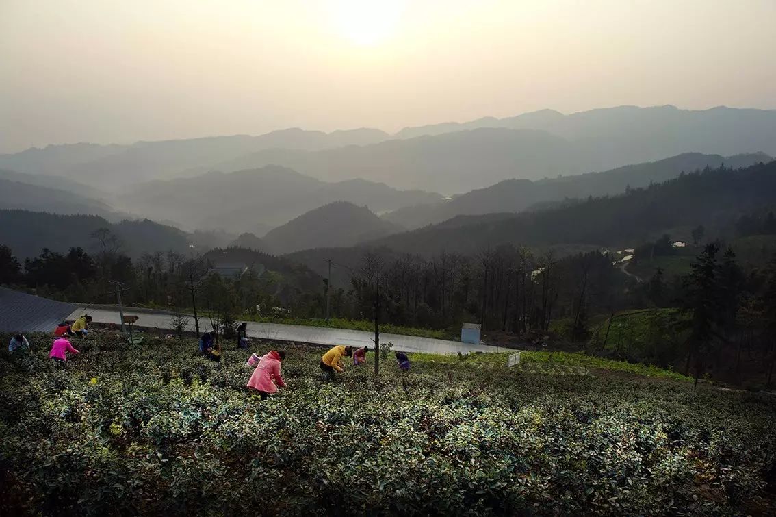 九龙饮苗家富硒茶价格(九龙茶源)-硒宝网