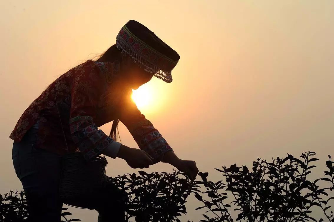 九龙饮苗家富硒茶价格(九龙茶源)-硒宝网
