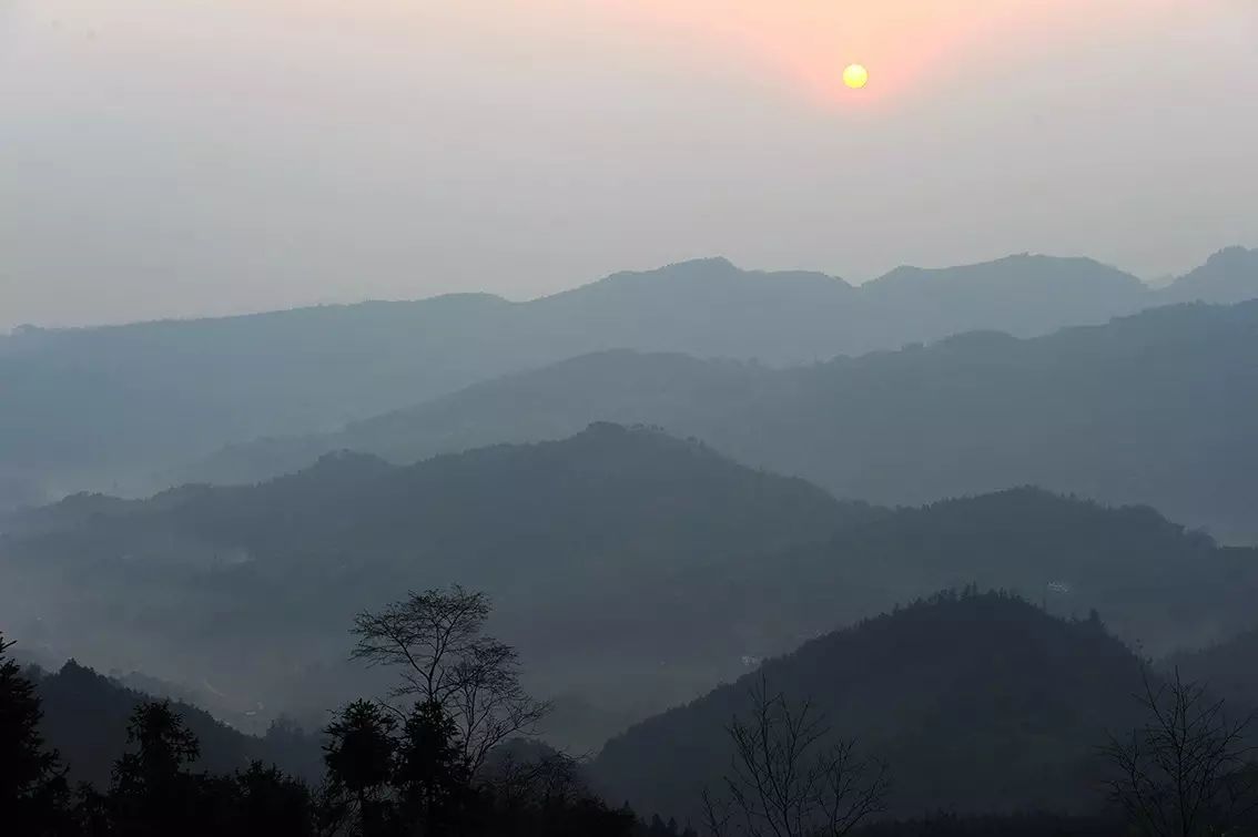 九龙饮苗家富硒茶价格(九龙茶源)-硒宝网