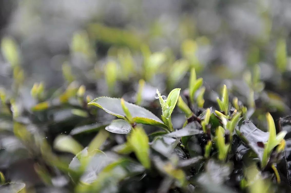 九龙饮苗家富硒茶价格(九龙茶源)-硒宝网
