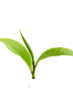 海南富硒荞子茶多少钱(富硒荞子茶的作用)-硒宝网