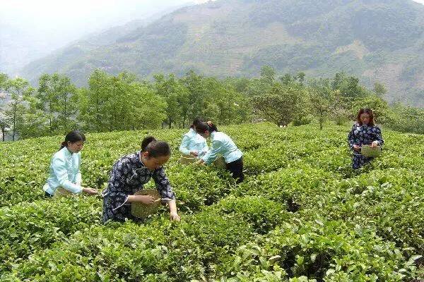 紫阳县富硒茶交流中心(紫阳富硒茶山)-硒宝网