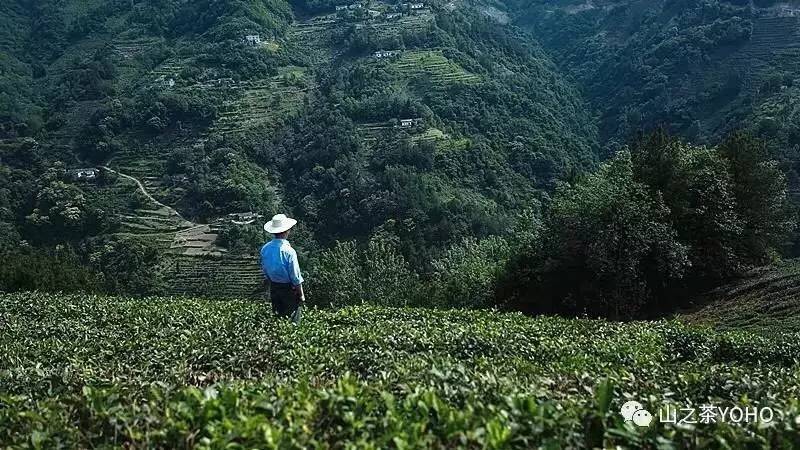 紫阳县富硒茶交流中心(紫阳富硒茶山)-硒宝网