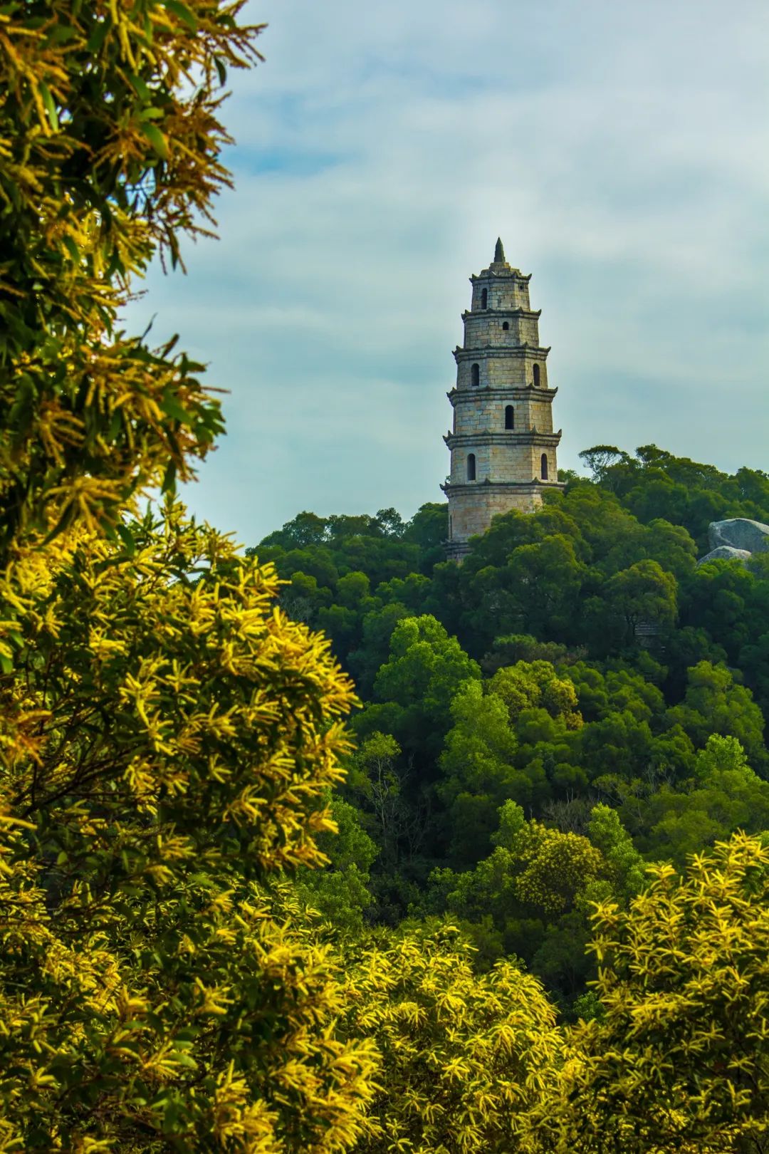 诏安富硒八仙茶的功效(八仙茶的价格)-硒宝网
