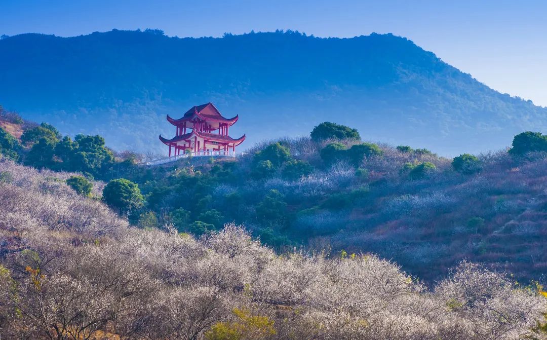 诏安富硒八仙茶的功效(八仙茶的价格)-硒宝网